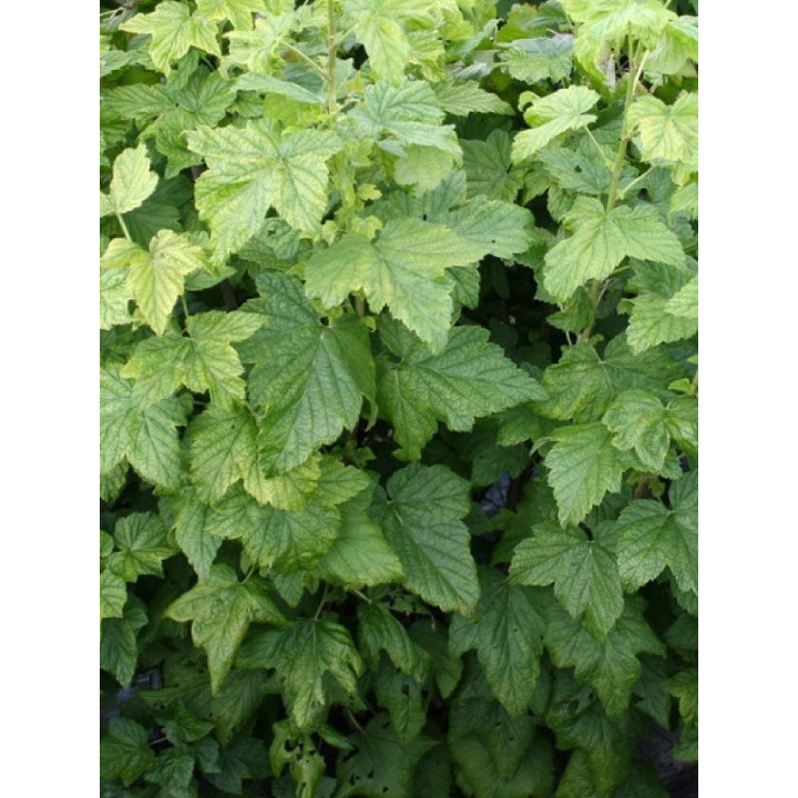 Foglie di Ribes Nero, Tisana 70g
