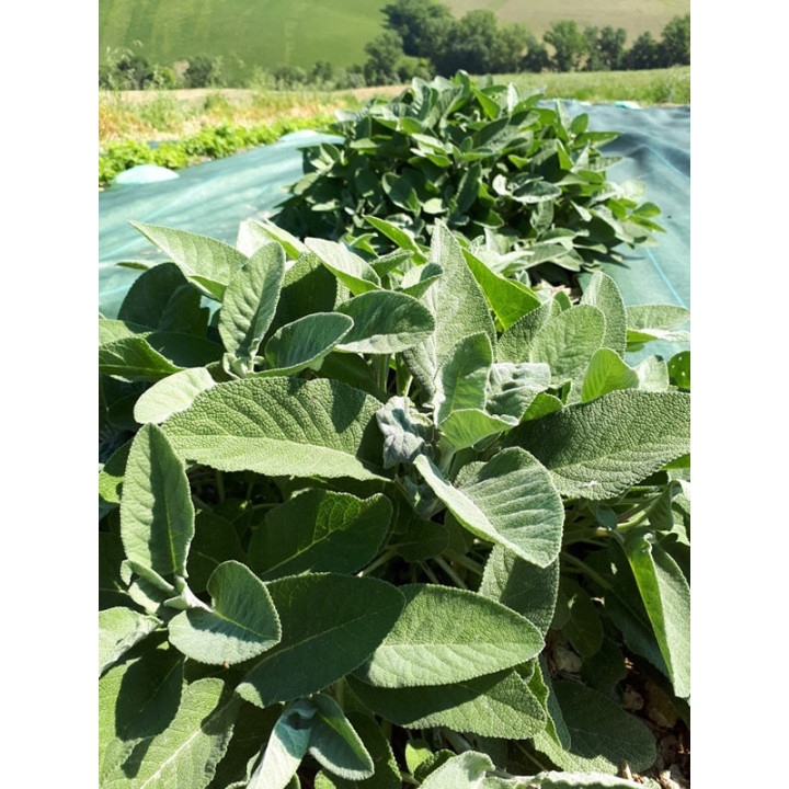 Salvia Officinalis, Tisana 70g