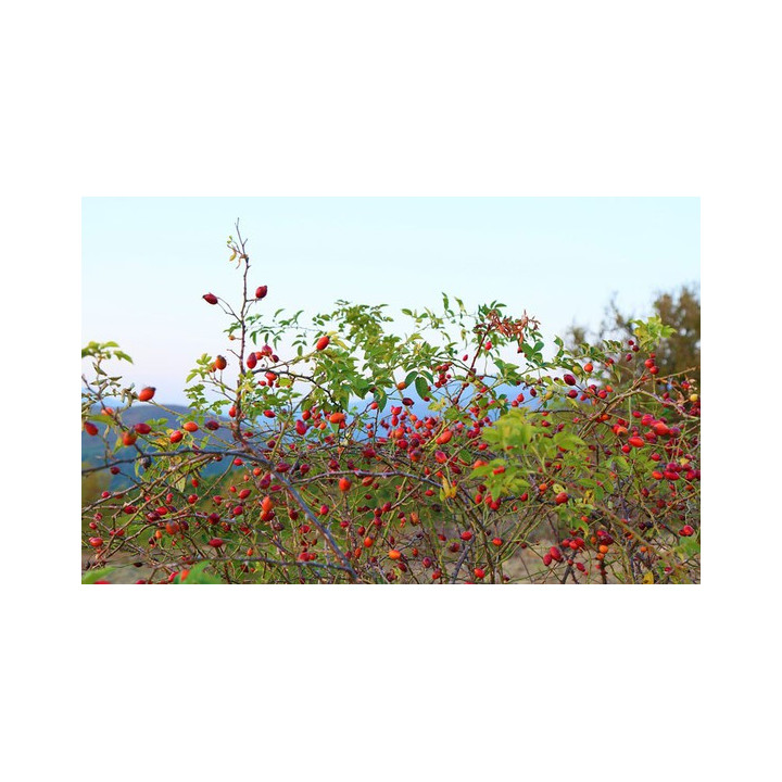 Infuso Rosa Canina 40g