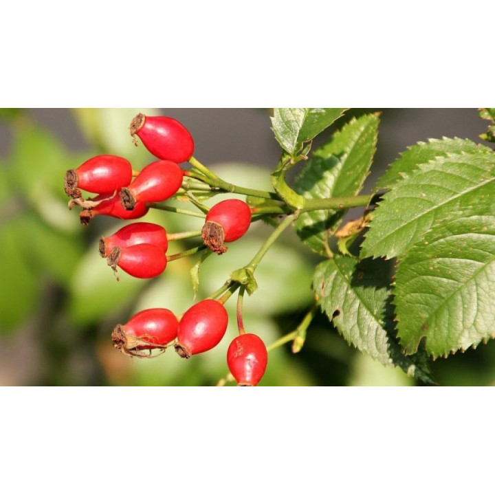 Cinorrodi freschi Rosa Canina 300g