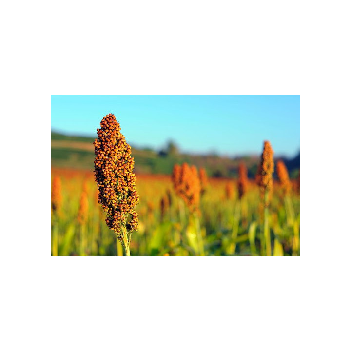 Sorgo bianco decorticato 500g
