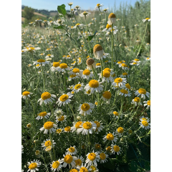 Camomilla Romana, Tisana 40g