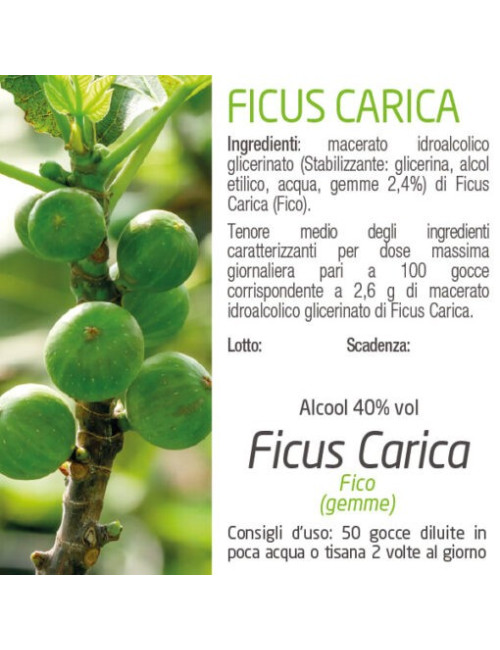 Ficus carica Tintura Madre