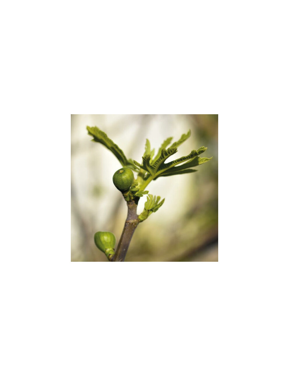 Ficus carica Tintura Madre