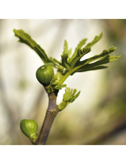 Ficus carica Tintura Madre