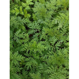copy of Artemisia Annua, Tisana 100g