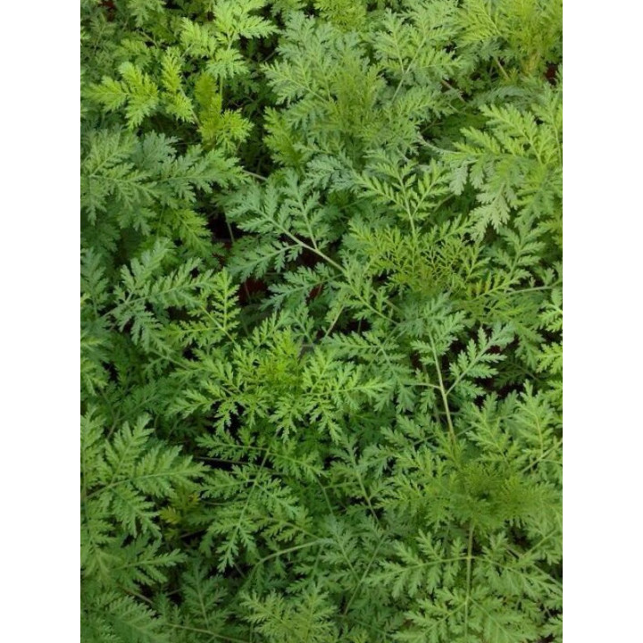 copy of Artemisia Annua, Tisana 100g