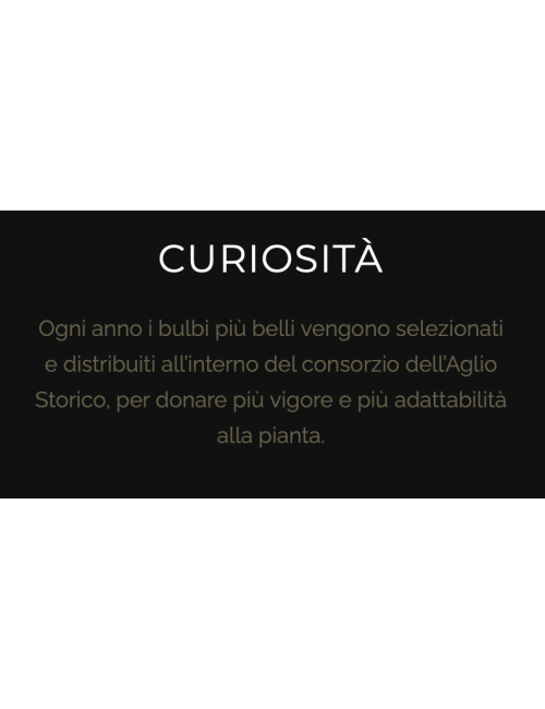 Aglio di Caraglio Slow Food resta 7 teste
