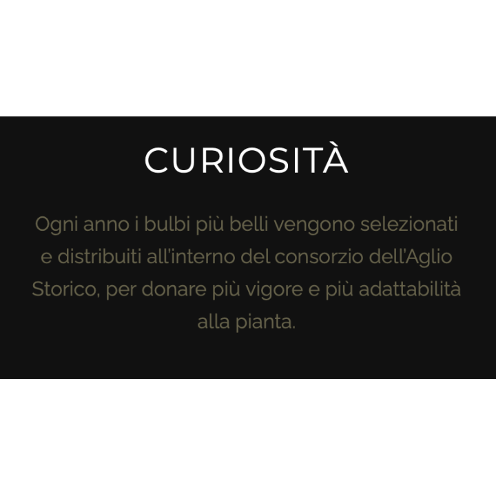 Aglio nero di Caraglio Presidio Slow Food