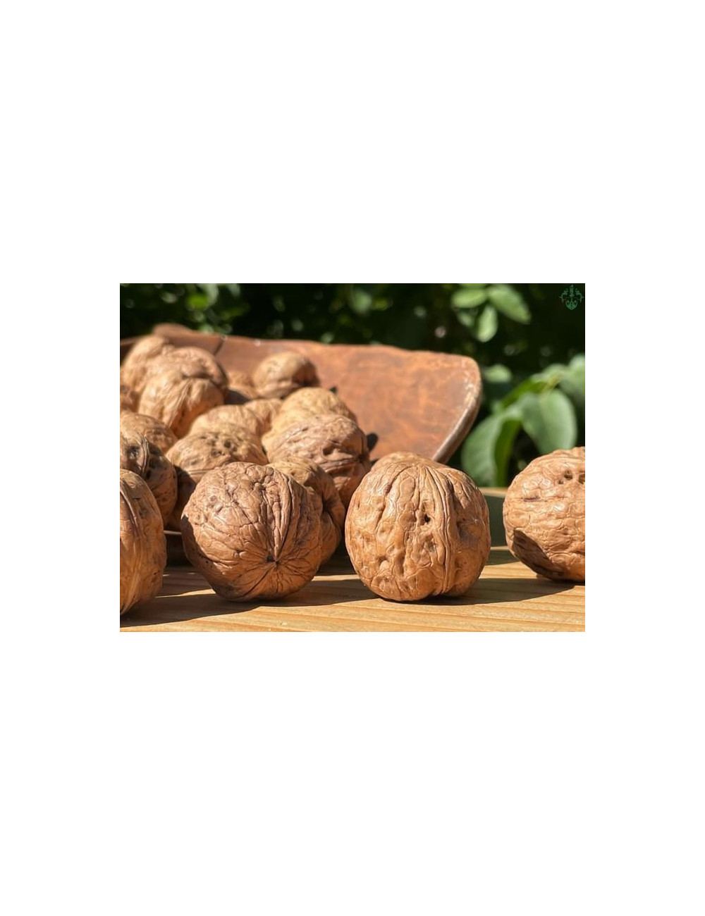 Noci Chandler (calibro medio 32) - PRODOTTO SFUSO