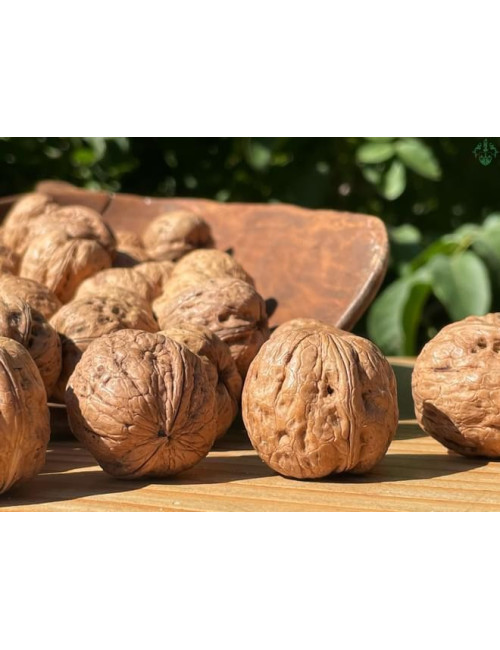 Noci Chandler (calibro medio 32-34) 500g