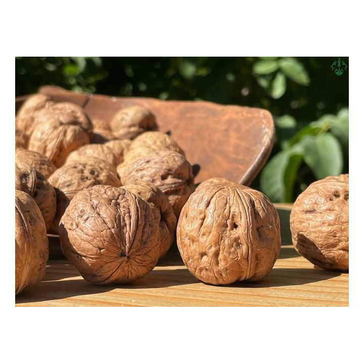 Noci Chandler (calibro medio 32-34) 500g