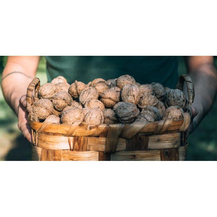 Noci Chandler (calibro medio 32-34) 500g