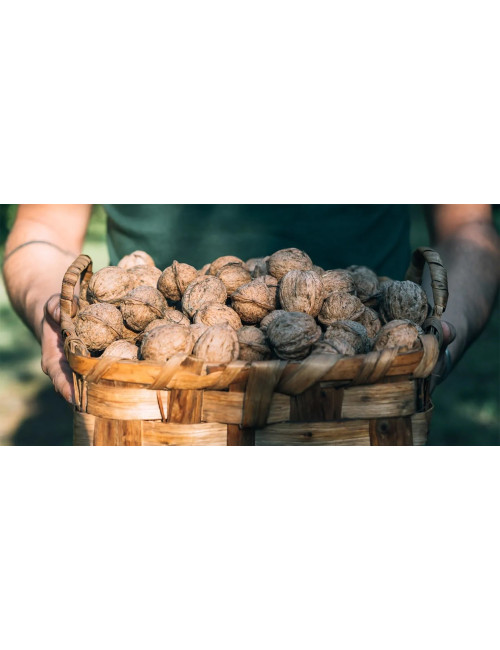 Noci Tulare 1kg